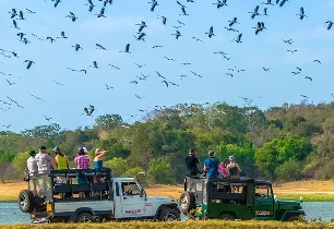 Safari jeeps by a lake beneath a flock of birds